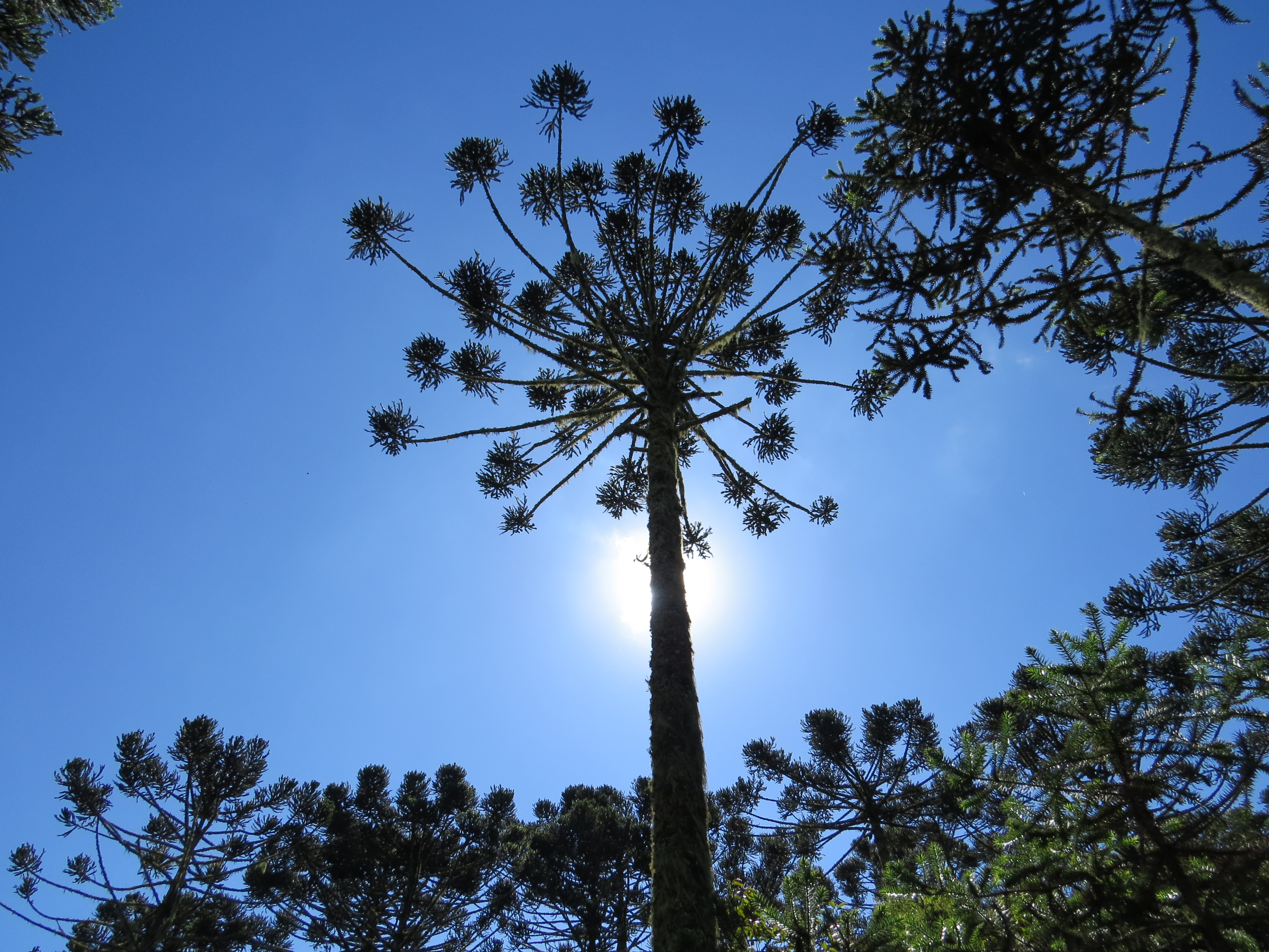 Imagem da notícia Pesquisa da UFSC coloca a ciência a favor do ambiente e da economia