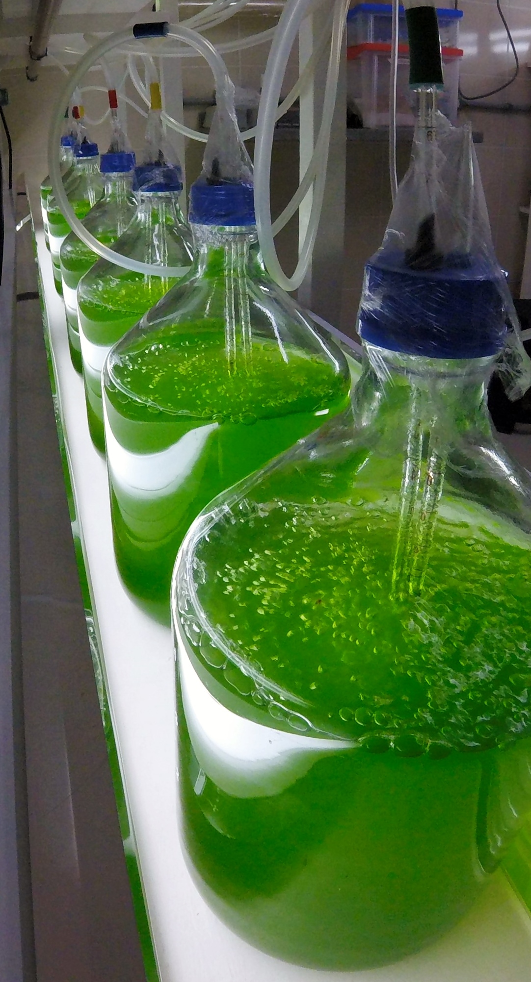 Imagem da notícia UFSC pesquisa uso de microalgas para elaboração de biocombustíveis